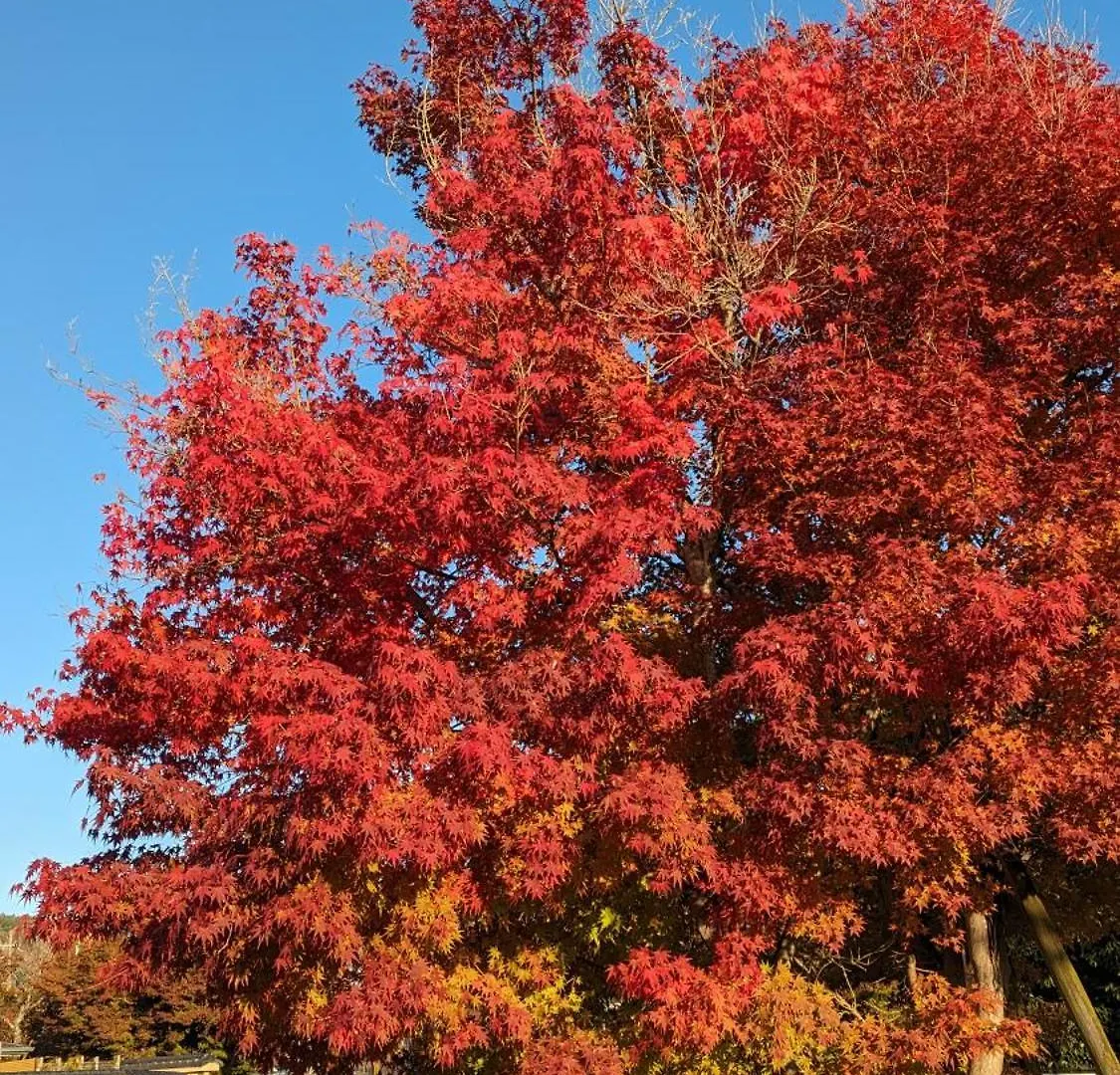 ホテル嵐山 京都市 日本